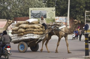 Camellos en Bikaner