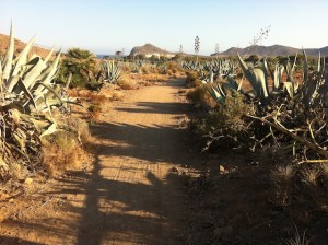 Sendero hacia la Playa