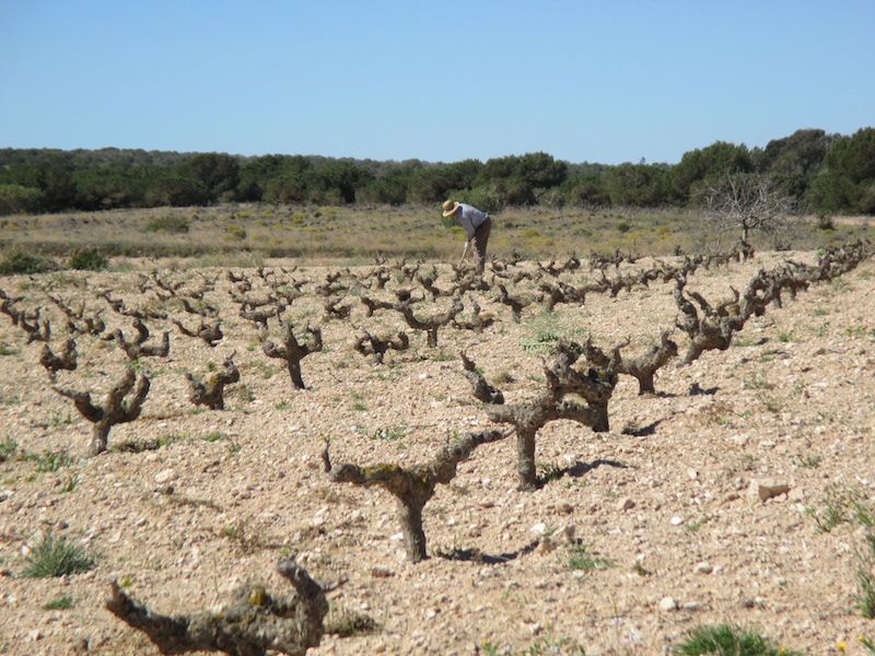 Trabajando en las viñas.