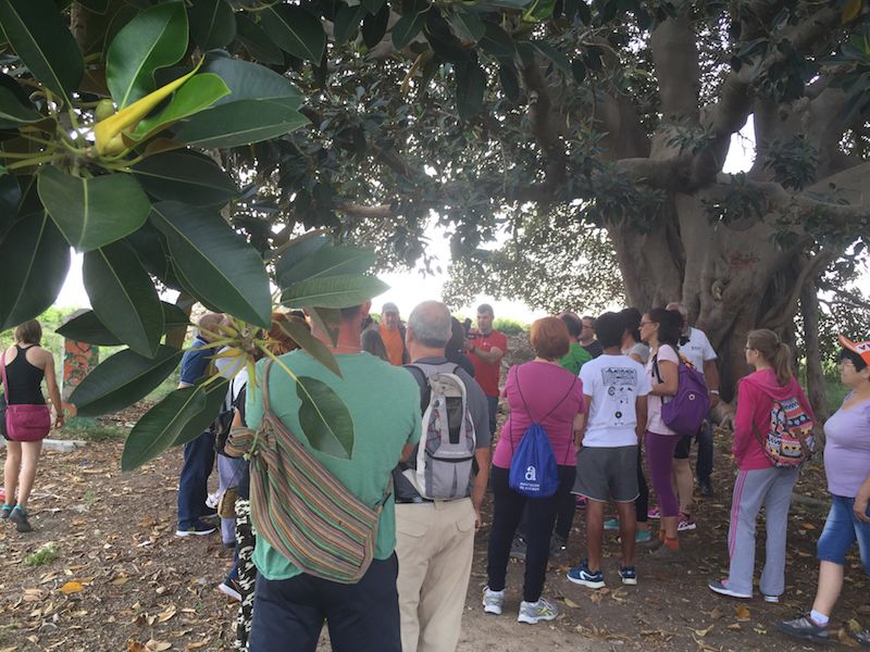 Interior del Ficus de los Mazones. Foto: el autor