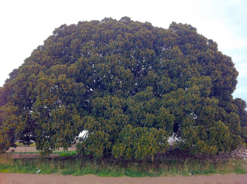 Ficus de los Mazones