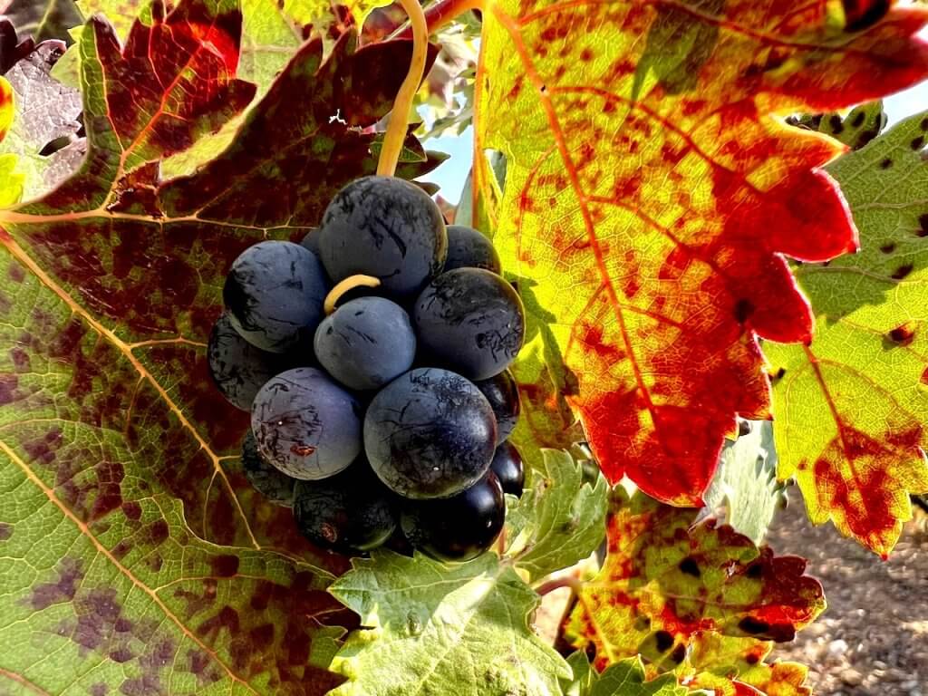 Uvas en la Bodega Tr3smano